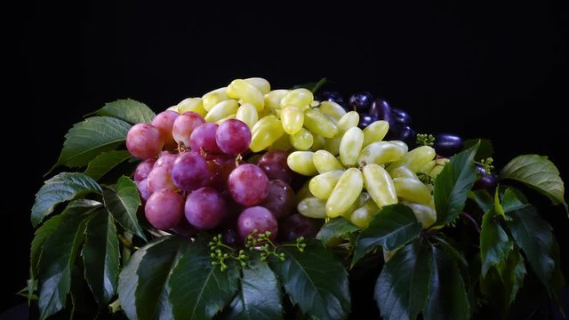 Amazing bunches of pink, green and violet grapes on fresh leaves, rotating on black background clockwise close up. Vibrant natural texture with excellent details in 4k, 3840x2160, clip. Eco product.
