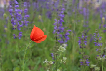 Alone poppy