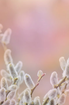 Fototapeta Spring willow on a pastel abstract background
