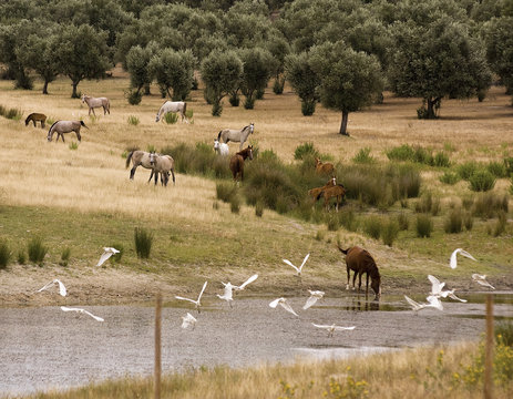 This image shows wild horses close to a river.