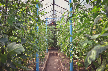 Growing tomatoes in an organic greenhouse. Wide angle view. Toned image.