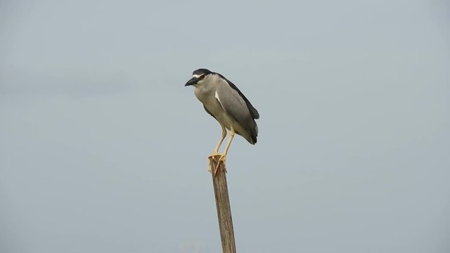 4k shot of a beautiful Night Heron (Savacu, soco dorminhoco, Nycticorax), taking a rest and watching for prey on top of a pole in the middle of a river in Imbe, southern Brazil.