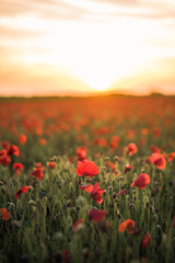 Field of poppies at sunset