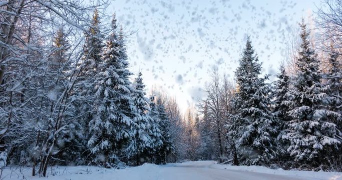 CINEMAGRAPH, 4k, Falling Snow In The Winter Forest, Loop