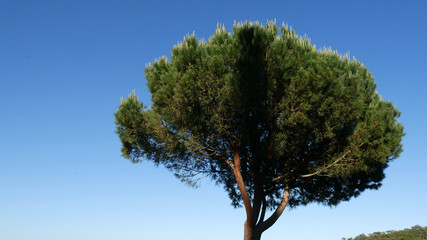 Foresta mediterranea in Toscana sul Monte Argentario