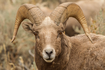 Rocky Mountain Bighorn Ram #3