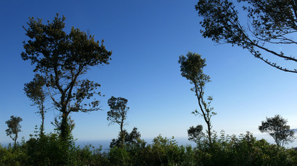 Foresta mediterranea in Toscana sul Monte Argentario