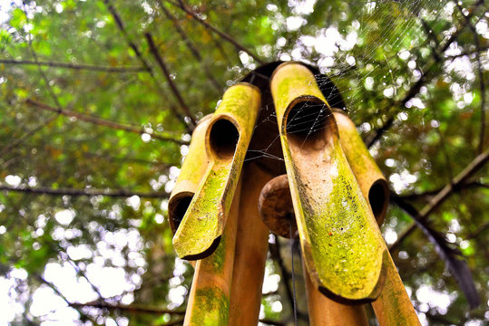 Old Wind Chimes In A Tree