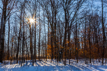 Fototapeta premium late sun