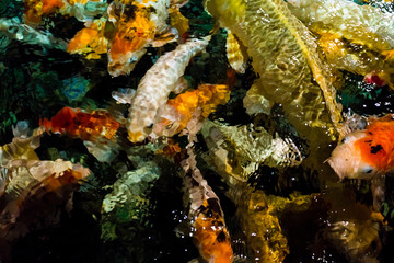 Obraz na płótnie Canvas Koi Carp, Japanese big fish, underwate
