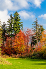 Fototapeta premium Beauty nature forest landscape. forest landscape under sunlight