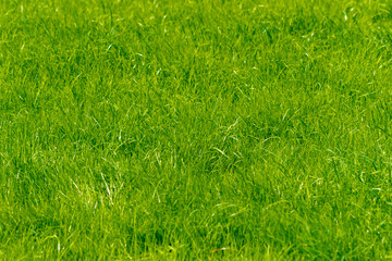 Background of a green grass. Green grass texture