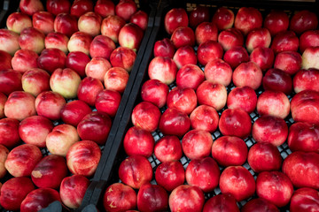 nectarines in the market