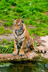 beautiful  tiger. Panthera tigris