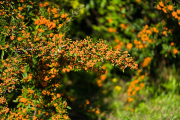 Pyracantha coccinea. berries on a branch