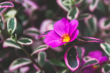 field of pink