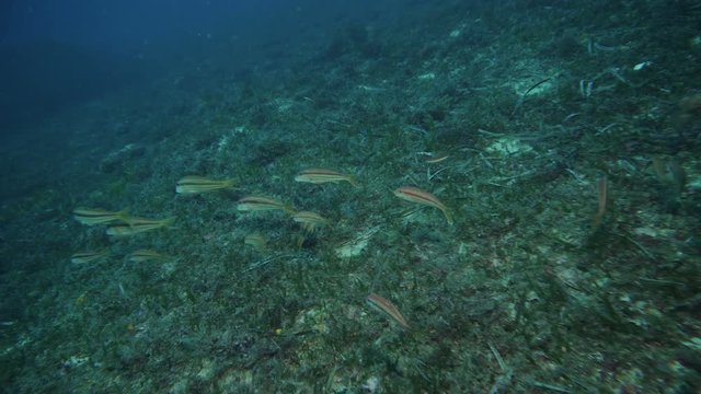 Red mullet (mullus barbatus) over bottom of Mediterranien sea