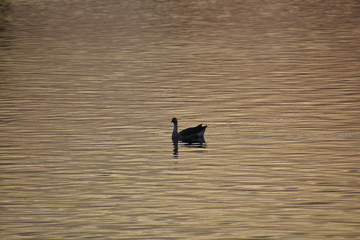  A BEAUTIFUL DUCK IS SWIMMING IN A LAKE