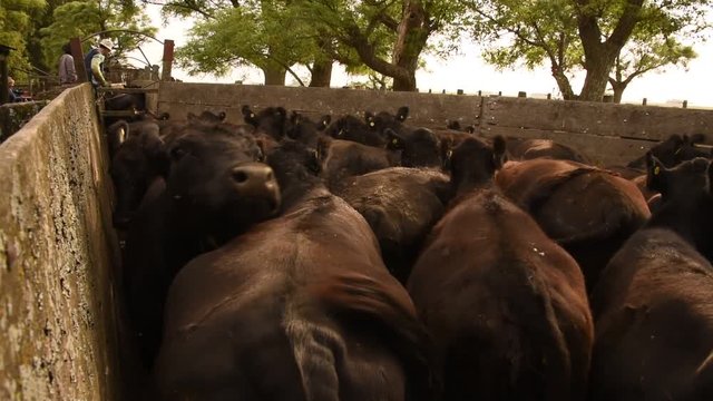 Trabajos con ganado Bovino Angus en Buenos Aires, Argentina pampa humeda