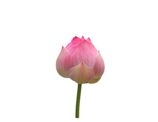 Pink waterlily isolated on white background