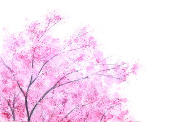 Obraz na płótnie Canvas watercolor pink tree sakura on white background.