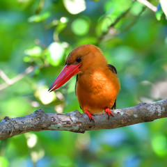 Brown-winged Kingfisher bird
