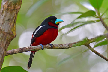 Black and red Broadbill bird
