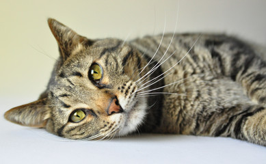 Tabby cat lying down