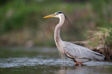 Fototapeta premium Great Blue Heron