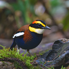 Malayan Banded Pitta Bird