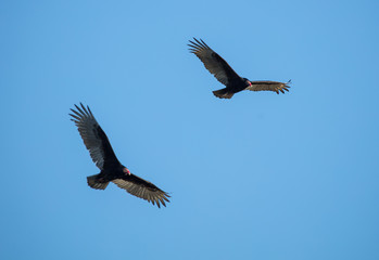 turkey vultures soaring high in the sky