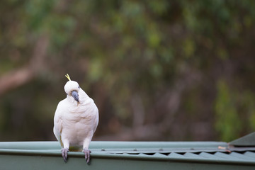 Curious Cockatoo On A Roof