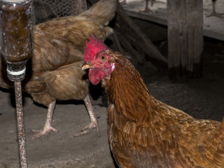 hen in local farm
