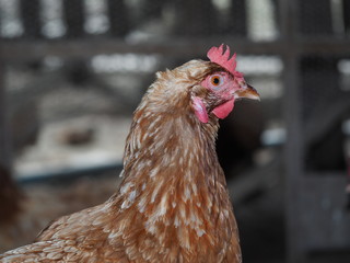 hen in local farm