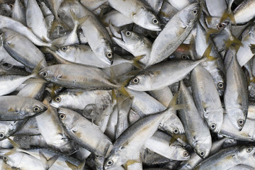 pile of mackarel fish (ikan kembung) for background,wallpaper and backdrop
