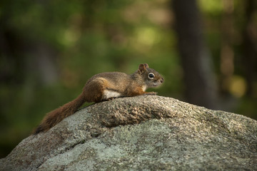 Naklejka na ściany i meble Squirrel, Shenandoah National Park, Virginia, USA
