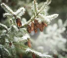 Fir branch with pine cones on snow