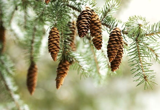 Fir branch with pine cones on snow