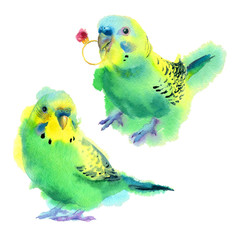 Watercolor painting. Two green small parrots with ring on white background. - 186933740
