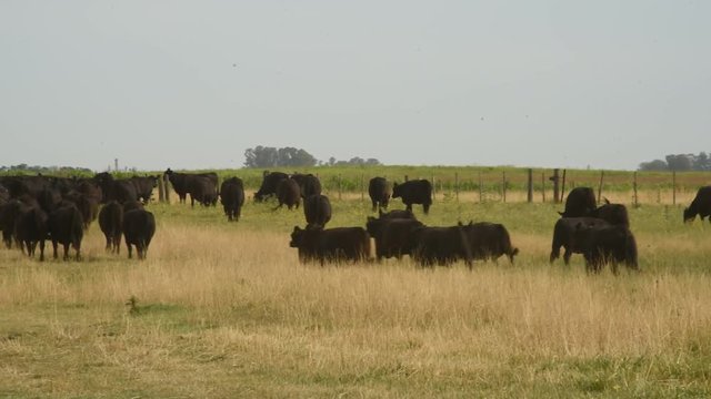 Trabajos con ganado Bovino Angus en Buenos Aires, Argentina pampa humeda