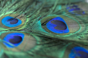 Fototapeta premium Beautiful peacock feathers. Close up green and blue blur background. Macro defocused pattern.