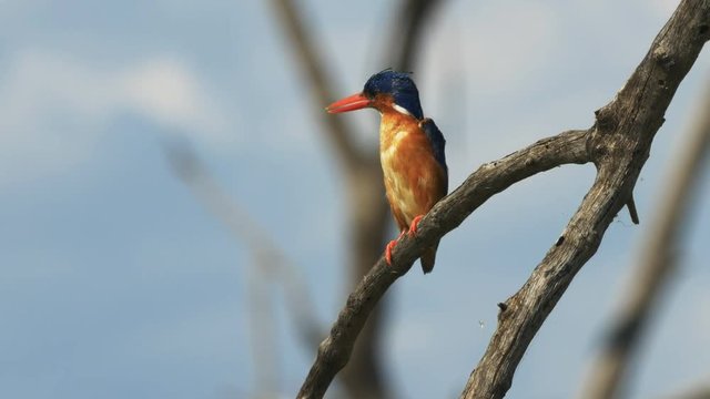 tracking shot of a malachite kingfisher at lake baringo in kenya