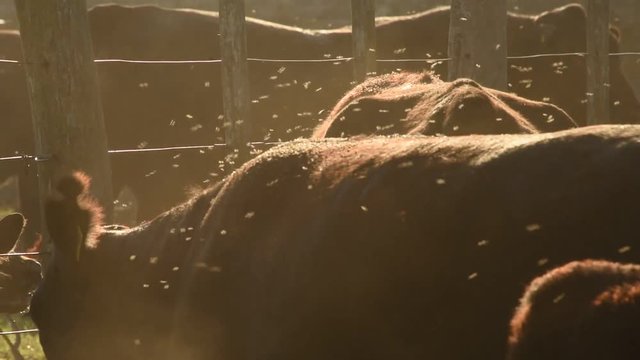 Trabajos con ganado Bovino Angus en Buenos Aires, Argentina pampa humeda