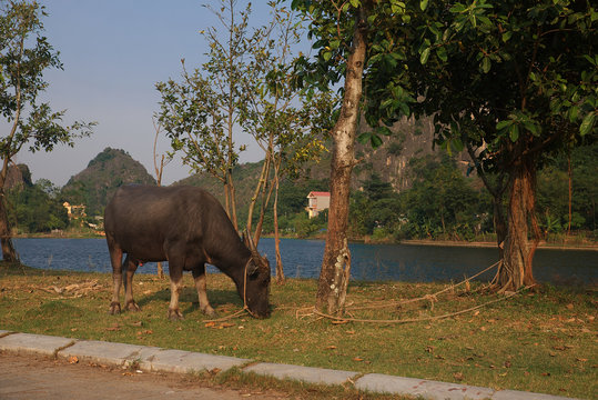 Cow Hoa Lua ancient town in Tam Coc, Vietnam