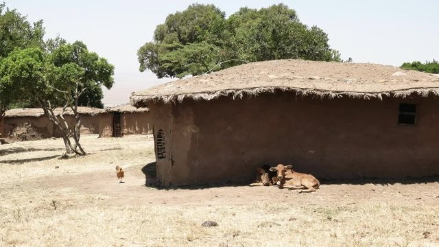 farm animals and mud huts in a traditional manyatta of masai mara, kenya