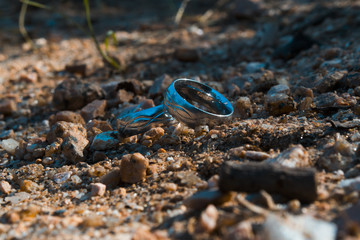 Alianças macrofotografia