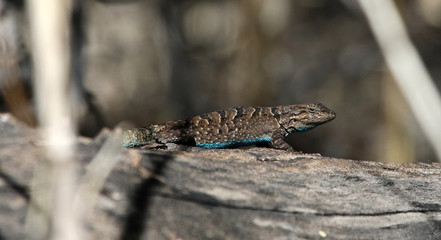 An Ornate Tree Lizard (Urosaurus ornatus) sitting on a branch.  Shot along the Santa Cruz river, just outside Tubac, Arizona..