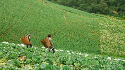 Two workers in cabbage field in Thailand