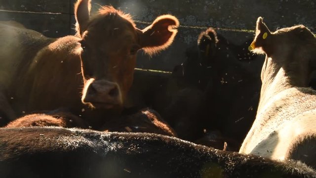 Trabajos con ganado Bovino Angus en Buenos Aires, Argentina pampa humeda