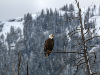 Bald Eagle Observes from Tree in Winter